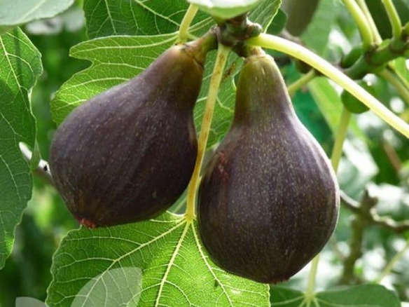 ‘Brown Turkey’ Fig Tree