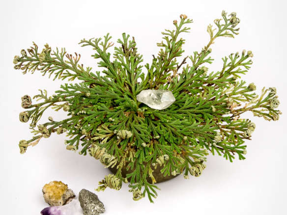 Resurrection Plant with Hidden Crystal