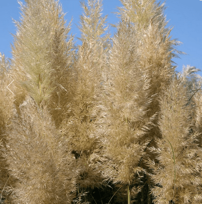 Cortaderia selloana ‘Pumila’ pampas grass
