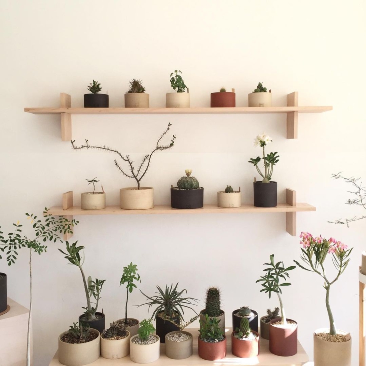 SANSO, in Los Angeles, sources its rare houseplants from private collectors. The plants sold in the store are grown directly from the seed or cuttings of their parent plants. Photograph courtesy of SANSO, from Shopper&#8\2\17;s Diary: An LA Store that Sells Rare Houseplants from Private Collections.