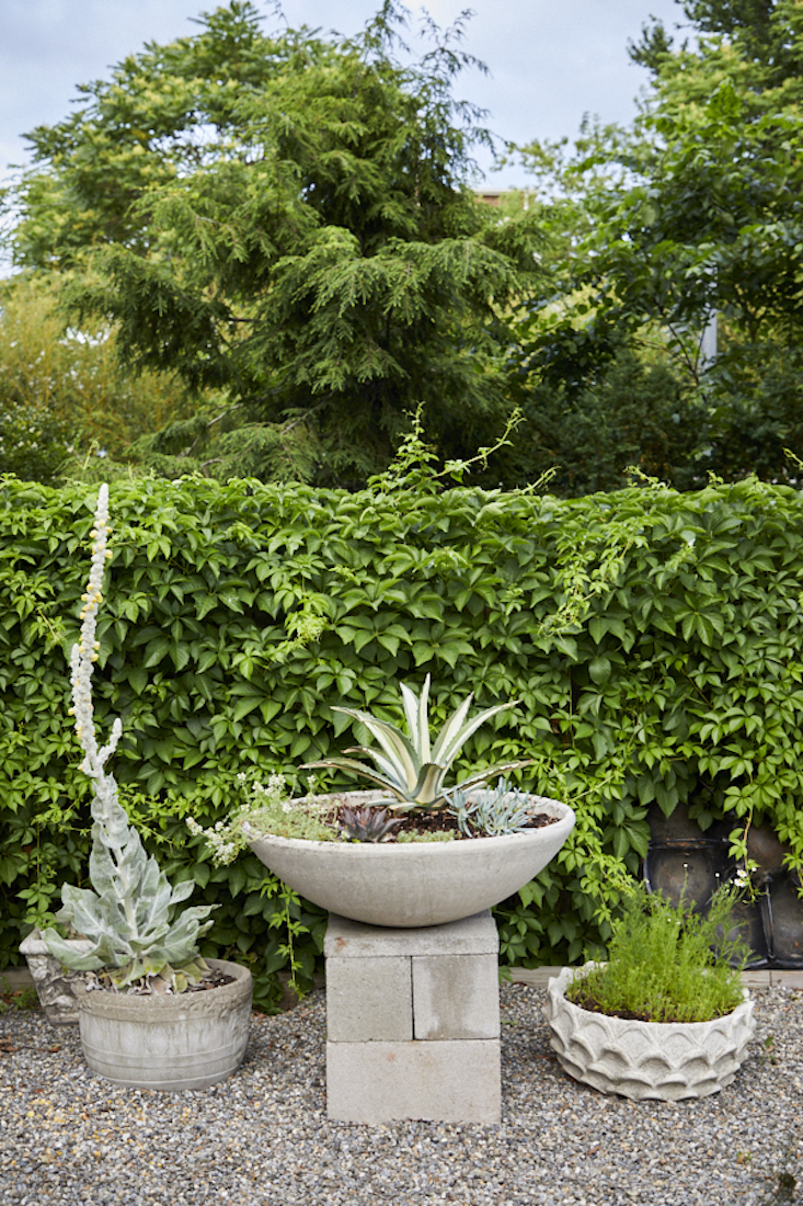 A volunteer Verbascum, variegated agave, and chamomile grow in planters.