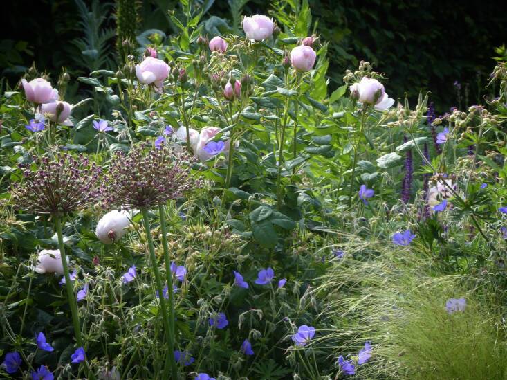 Rosa &#8220;Sceptre&#8217;d Isle&#8217; will flower through autumn if spent flowers are removed. Photograph by Clare Coulson, from Deadheading Basics: How to Keep the Flowers Coming.