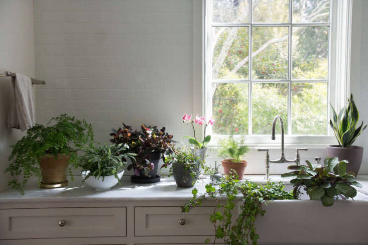 Photograph by Mimi Giboin, from Best Houseplants: 9 Indoor Plants for Low Light.