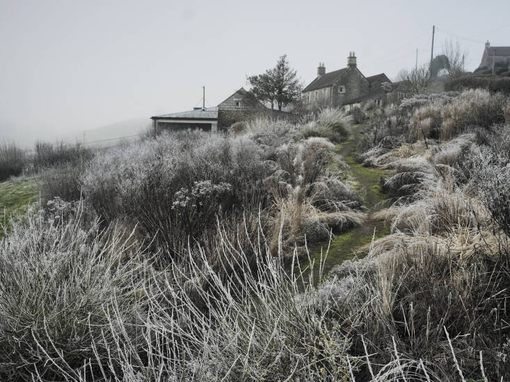 Grasses and perennials in the dead of winter at Dan Pearson&#8\2\17;s garden, Hillside, in Somerset, England.