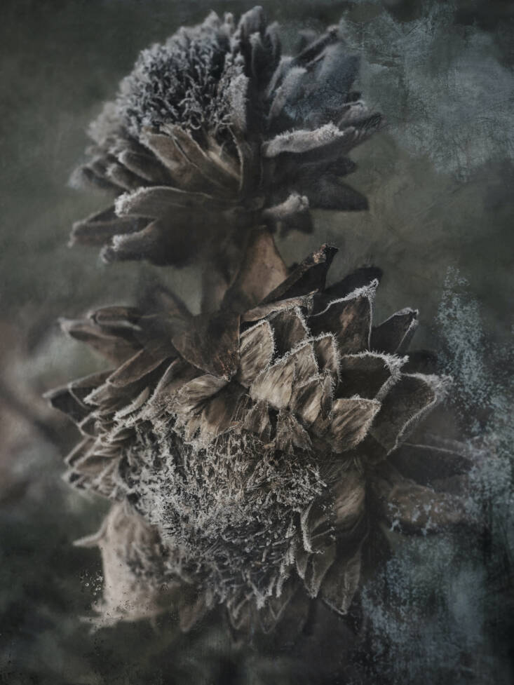 Artichoke seedheads dusted with frost.
