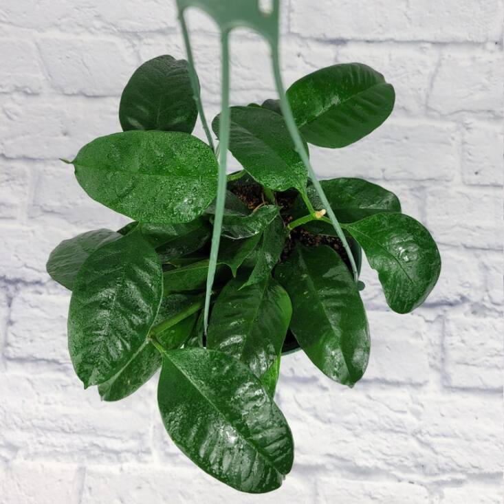 Even when not in bloom, its waxy leaves make for an attractive plant. A 6-inch hanging pot of Shooting Star Hoya is \$40.49 from VariegatedGardens on Etsy.