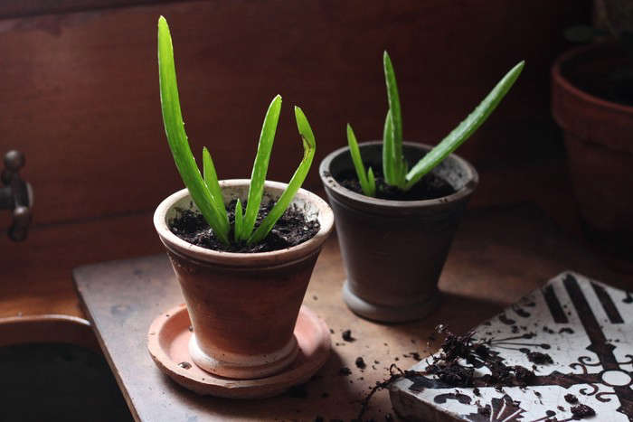 Aloe is easy to propagate. Photograph by Justine Hand, from DIY: How to Care for Aloe Vera, the Plant of Immortality.