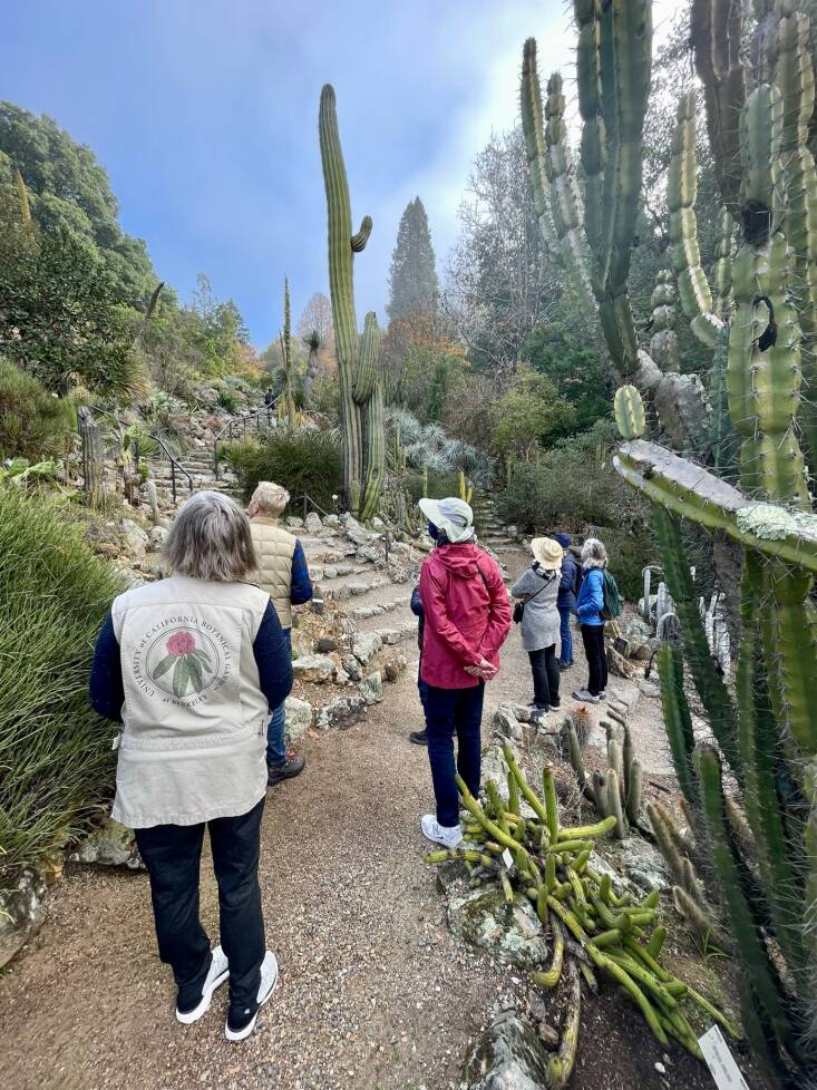 New UCBG members on a tour lead by a plant-passionate docent. Photograph by Yoni Mayeri, courtesy of UCBG.