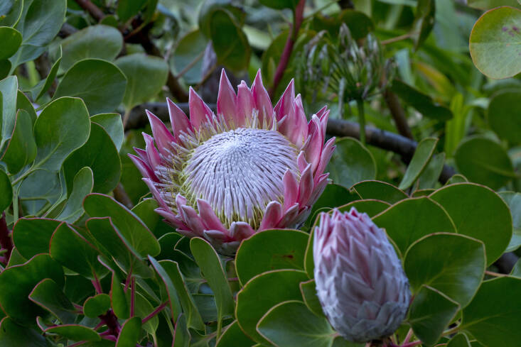 King Protea growing in the Isles of Scilly, in the UK, at the Trescoe Abbey Gardens. Photograph by Sergey Yeliseev via Flickr