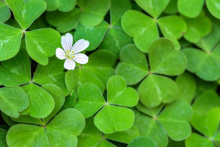 A 4-inch pot of Redwood Sorrel is \$9.95 at Native Foods Nursery.