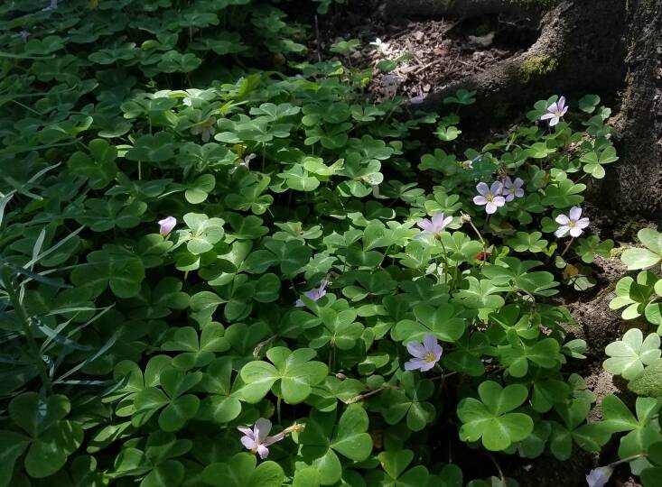 Full shade, part shade, and dappled sun are all ideal light conditions for redwood sorrel. Photograph by Stephanie Falzone via Flickr.
