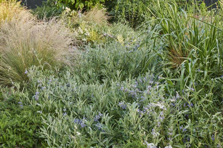There are many Californian grasses and sages to choose from, which are not boring if you like texture. White sage and black sage are bee attractants as their names (Salvia apiana and Salvia mellifera) imply. 