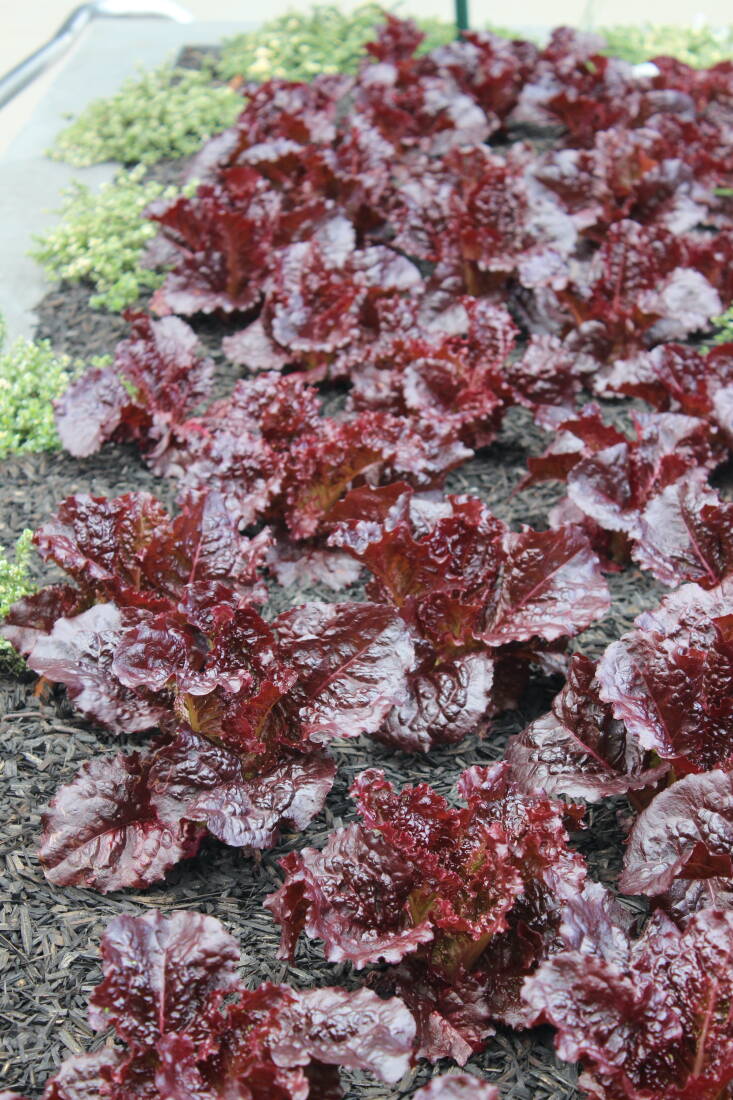 All garden beds, like this one filled with dark red Lollo Rossa lettuce, are topped with mulch to assist in retaining moisture in the windy space.