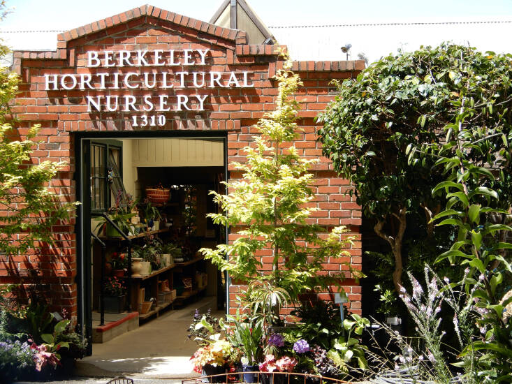 The Berkeley Horticultural Nursery is Gardenista contributor Kier Holmes&#8\2\17; favorite place to browse for plants and inspiration.