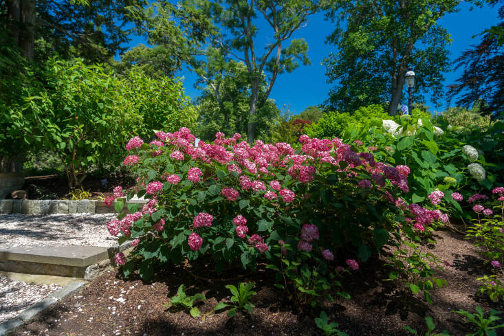 A view of the hydrangea garden at Heritage Museum and Gardens in Sandwich MA.