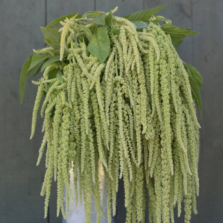 I have a thing for lime-green flowers and Amaranth &#8\2\16;Emerald Tassels&#8\2\17; delivers. When dried, the blooms turn a light tan color and mix perfectly in a fall flower arrangement. Grows to three to six feet tall. A packet of seeds is \$5.50 from Johnny&#8\2\17;s Selected Seeds.