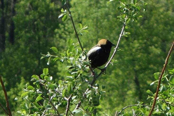 Bobolinks are among a group of 70 “tipping point” birds that have lost more two-thirds of their population over the last half-century and are on track to lose 50 percent more in the next 50 years if we don’t do anything to stop it, according to the \20\2\2 State of the Bird report. The Perfect Earth Project’s initiative Two-thirds for the Birds shows us how we can help. Photograph by Bruno Navasky.