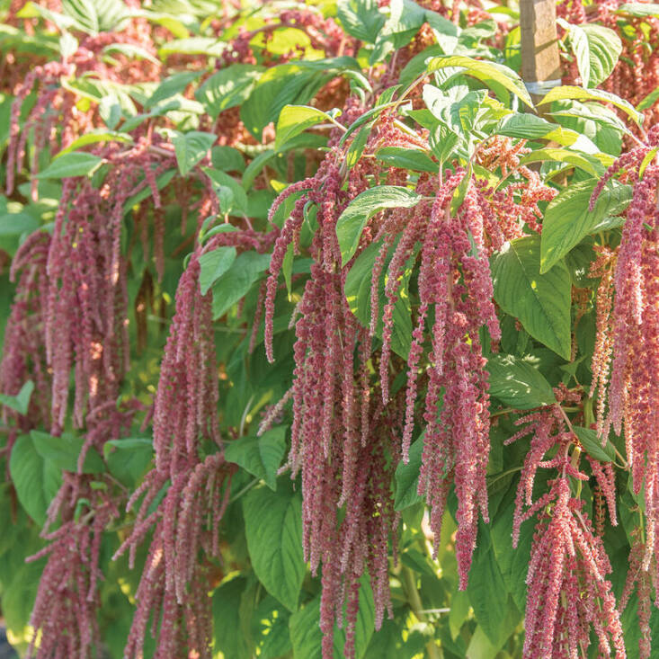 Amaranth &#8\2\16;Coral Fountain&#8\2\17; is among my favorites. This variety sports coral-pink tassels and may need staking due to its larger 5 foot stature. A packet of seeds is \$5.50 from Johnny&#8\2\17;s Selected Seeds.