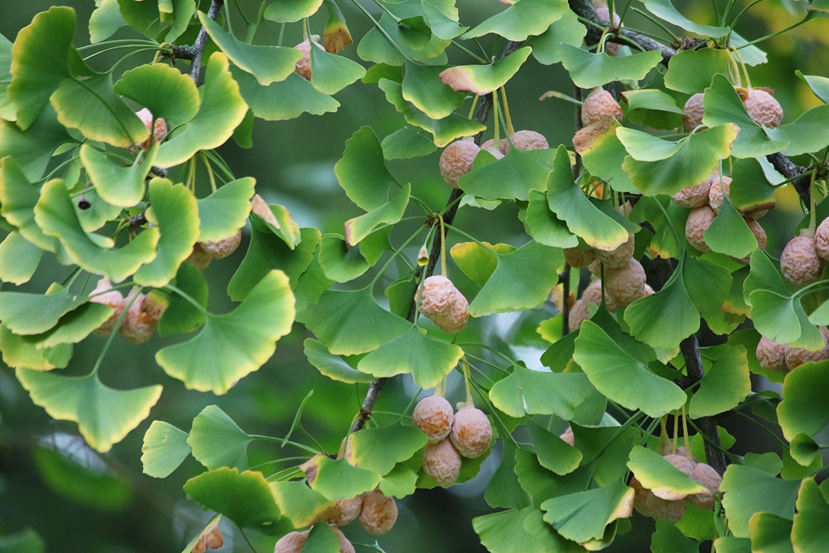 Ginkgo nuts are the seeds of stinky ginkgo fruit, and they are