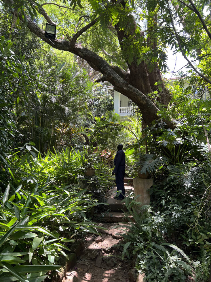 In Ippolito’s family garden in the Nairobi suburbs, they mostly “just let nature be.” Situated in an old-growth forest, the garden is filled with many native African plants including the umbrella thorn tree (Vachellia tortilis), blue-flowered Agapanthus africanus, and scented geranium. Photograph by Wambui Ippolito.
