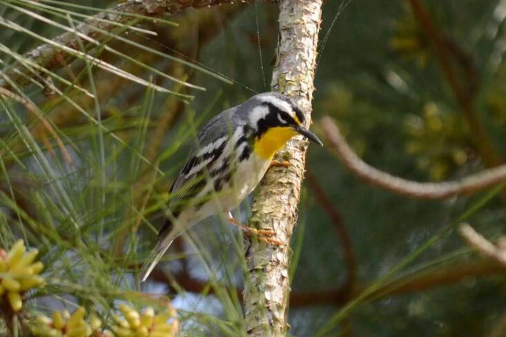 A Yellow-throated Warbler perches on a pine bough. Photograph by Eric Ozawa, from Ask the Expert: Edwina von Gal, on How to Help the Birds.
