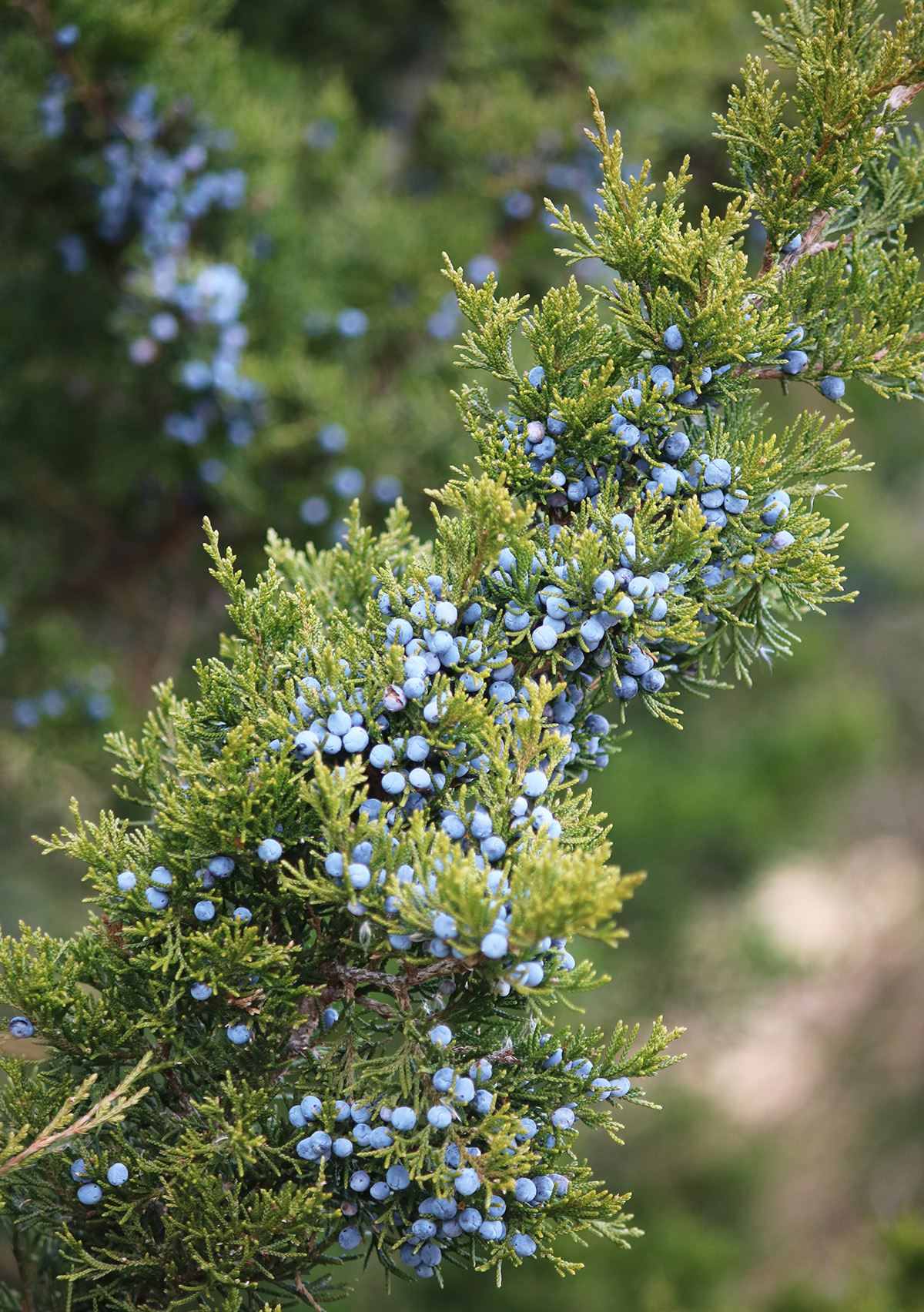Juniper: A Native Spice on a Tree Near You - Gardenista