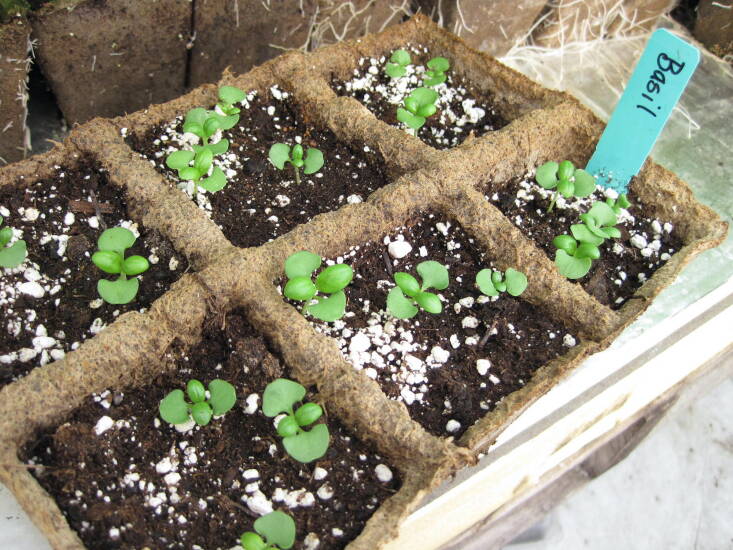 Basil seedlings growing in CowPots. Photograph courtesy of CowPots, from Letter of Recommendation: CowPots, My Seed-Starting Secret Weapon.