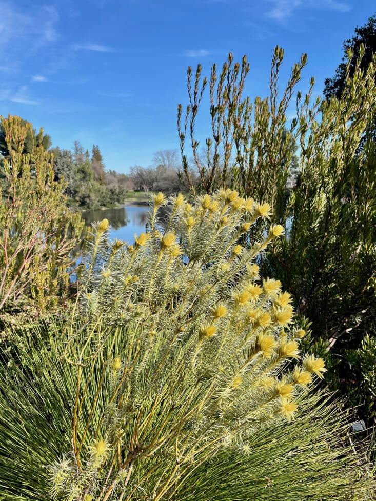 Featherbrush growing on the grounds of University of California at Davis. Photograph by Kier Holmes.