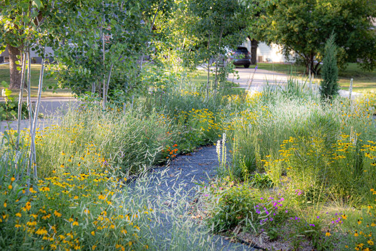At a client’s garden in Ames, Iowa, Norris created a dry meadow gravel garden. He planted drifts of feathery Bouteloua gracilis ‘Honeycomb’, prairie coneflower (Ratibida columnifera), Rudbeckia ‘Sweet as Honey’, bright orange Asclepias tuberosa, quaking aspen trees into the sandy loam, and then topped the beds with five inches of ¼ inch pea gravel.