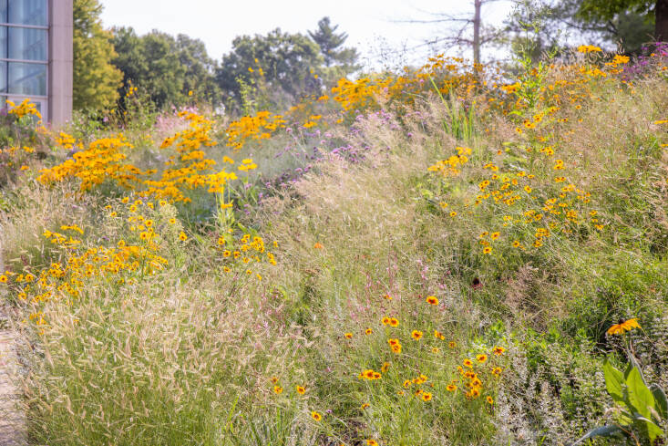 Self-sowing Plains coreopsis (the yellow flowers with maroon centers) joins other plants native to the Midwest in this Iowa garden designed by Kelly Norris. Photography courtesy of Kelly D. Norris, from Ask the Expert: Horticulturist Kelly D. Norris on the ‘New Naturalism’.