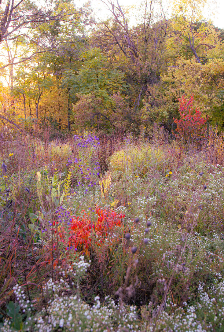 “We garden on glacial hardpan clay and it’s tedious,” admits Norris of his home garden in Des Moines. “The prairie is now entering its fifth growing season and only just beginning to settle into a series of patterns we can manipulate—Slow art of place.”