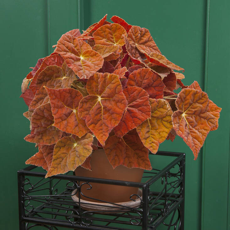 Begonia ‘Autumn Ember’ is a rhizomatous begonia that Logee’s co-owner Byron Martin hybridized by crossing ‘Marmaduke’ with ‘Angel Glow’. It features vibrant, golden orange foliage that practically glows when the light shines through. In late winter it will produce sprays of pink flowers.