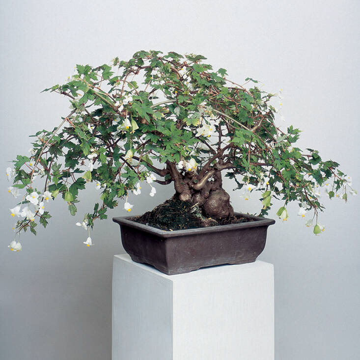 A semi-tuberous variety from South Africa that was first cultivated in the \1860s, B. dregei ‘Richardsiana’ has miniature maple-like leaves with white flowers that hang down elegantly from spring to fall. As it matures, it will develop a caudex or swollen trunk. Since it comes from It is a dryland plant, it is imperative not to over water it. It is an ideal variety to grow as a bonsai.