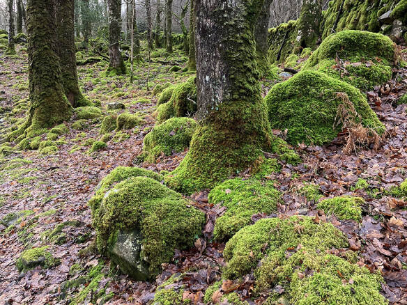 Demystifying Moss: What Is the Point of It, Anyway?