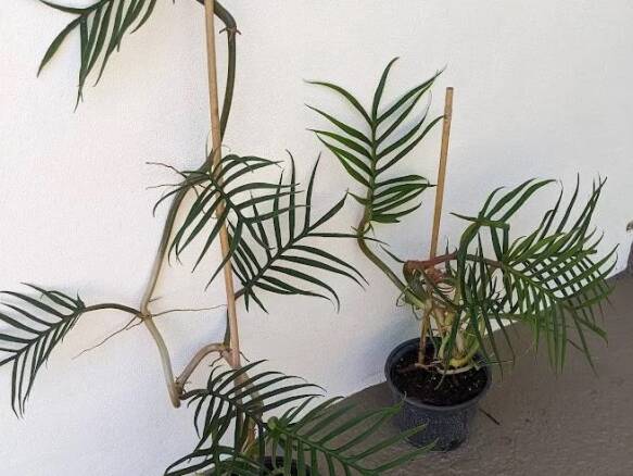 $38,000 for a Houseplant? Ridiculously Expensive Indoor Plants, Explained