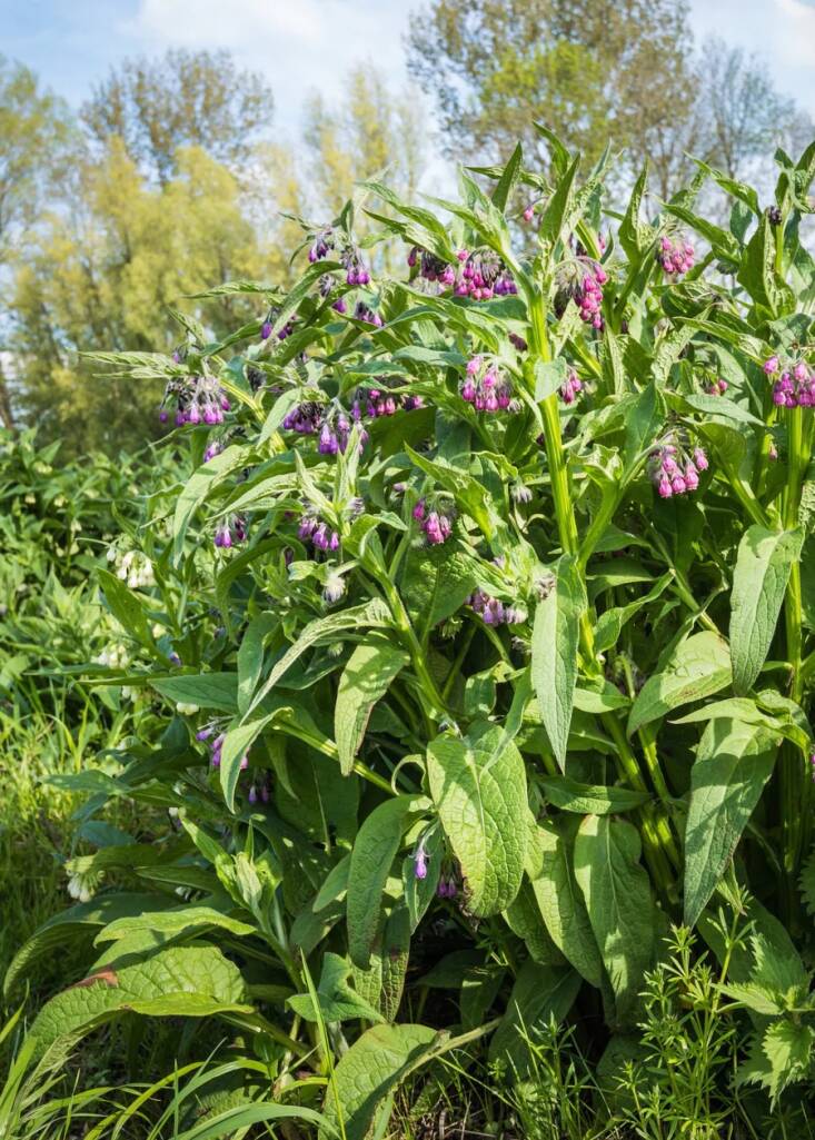 S. x uplandicum, also known as Russian comfrey, is vigorous, more bristly, and the most commonly grown one as it doesn&#8\2\17;t self-seed. Sow Exotic sells a medium pot of Russian Comfrey for \$\14.95. (S. officinale has more elongated leaves and is used ornamentally and medicinally, and because it spreads by seed can get a bit wily.)