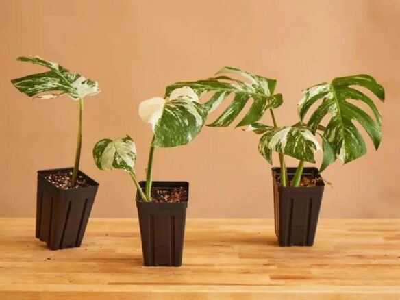 Albo Monstera Rooted Cuttings