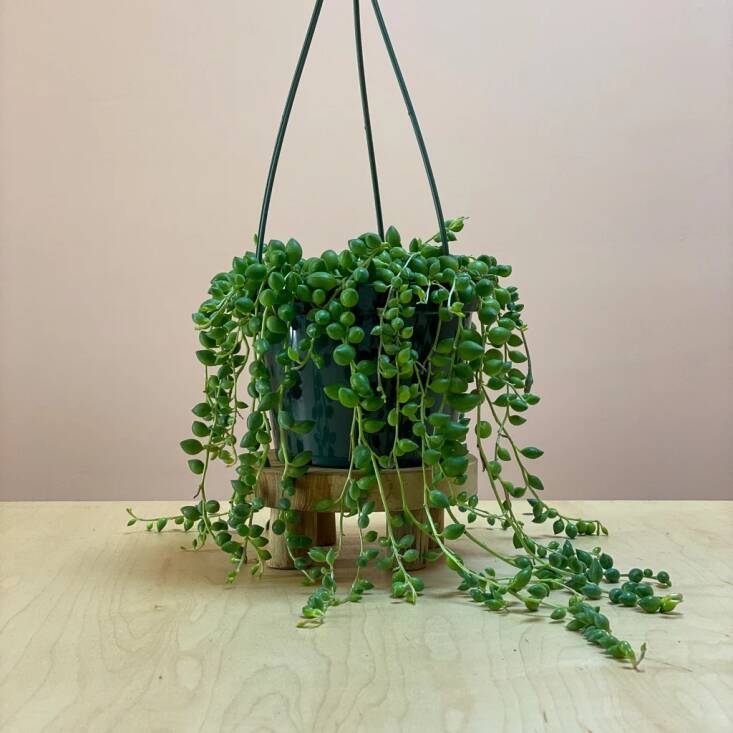 A pot of String of Watermelon is \$40 from the Mellow.