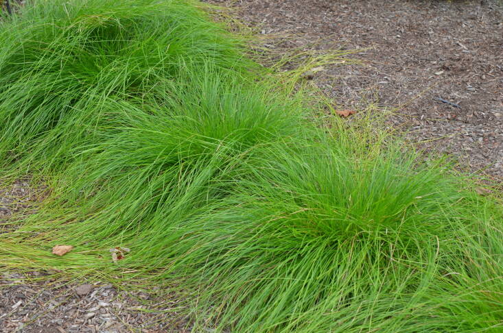 Plant C. bromoides en masse where you can highlight its fine-textured, flowing foliage. “It looks a little like prairie dropseed grass,” says Hoadley. “But it has the advantage of being able to grow in sun or shade and in wetter conditions.”