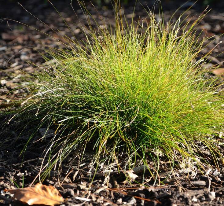 C. eburnea is a great lawn alternative. Resembling a fine fescue turfgrass, it forms low-growing clumps that spread slowly. It is especially recommended for areas with dry conditions.