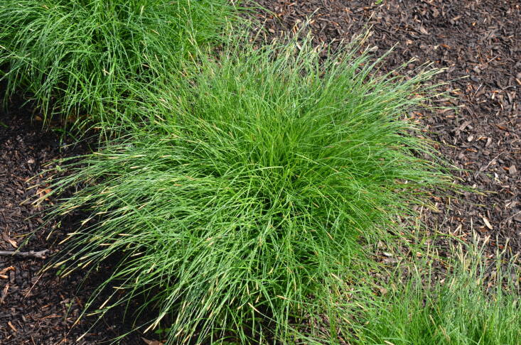 C. woodii was the gold medalist of the trial. It flaunts fine textured foliage, and has a similar slow-to-spread habit as the more common C. pensylvanica, but it forms a denser mat of foliage, which helps suppress weeds. While it prefers shade, it is highly adaptable to sunny spots.