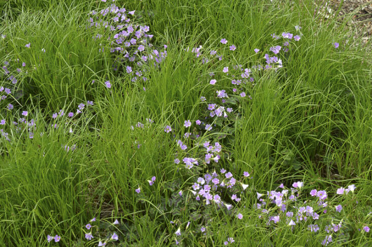 Here, Carex pensylvanica, the most common Carex in the nursery industry now, is planted with Oxalis violacea at Mt. Cuba. A good way to know how to identify Carex is to learn the saying, “Sedges have edges, rushes are round, grasses are hollow right up from the ground.”