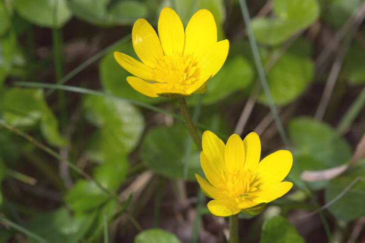 Lesser celandine&#8\2\17;s yellow flowers have eight or more petals. Photograph by Derek Parker via Flickr.