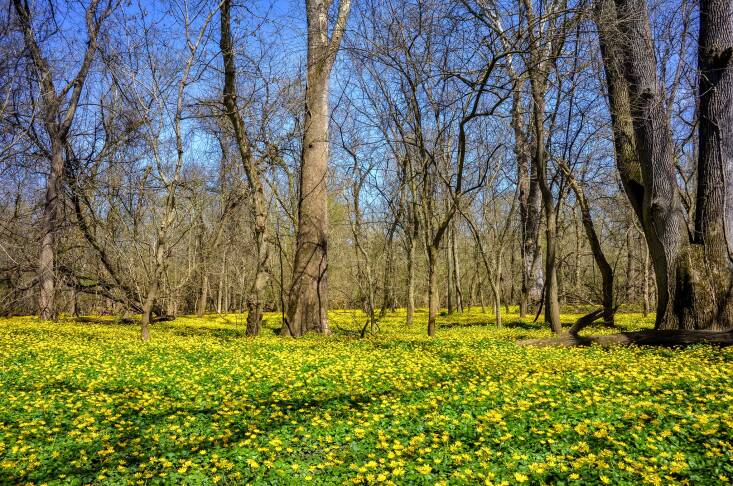 A field of lesser celandine at Glen Thompson State Reserve in Xenia, Ohio. Photograph by Thomas Dwyer via Flickr.