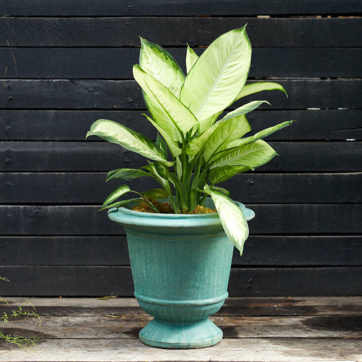 The classic Aeros Ceramic Urn features a cool, aqua glaze. Plant the \17-inch-high container with deep purple elephant ears or chartreuse sweet potato vines to make the color pop. The planter is available in three sizes and two colors—green (pictured) and white; \$\248 for the medium size (pictured).