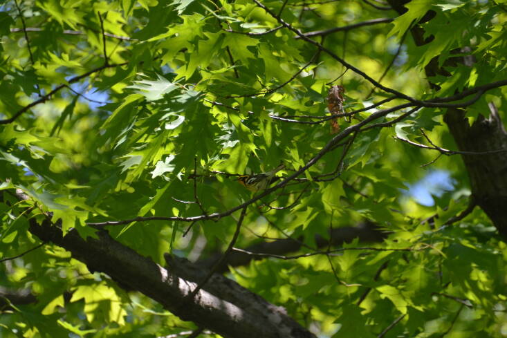 Une Paruline Blackburnian se repose dans un chêne.  Les chênes indigènes sont une espèce clé, soutenant des centaines d'espèces de chenilles.  Photographie d'Eric Ozawa.
