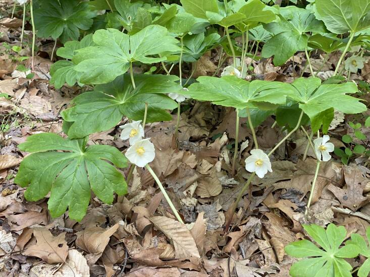 Each mayapple plant has two large leaves and one flower growing underneath them. Photograph by Judy Gallagher via Flickr.