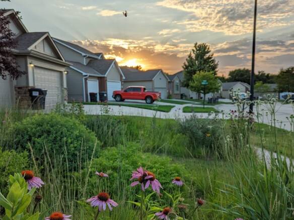 Required Reading: ‘Prairie Up: An Introduction to Natural Garden Design’