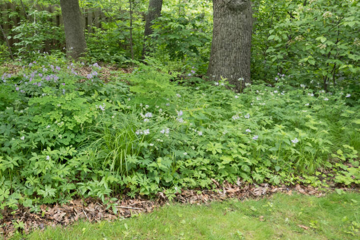 A white oak in Minnesota is surrounded with early meadowrue (Thalictrum dioicum), pinkish-purple wild geranium (Geranium maculatum), periwinkle-hued Virginia Waterleaf (Hydrophyllum virginianum), two grassy-like carex: (Carex sprengelii and Carex pensylvanica), and the downy yellow violet (Viola pubescens).