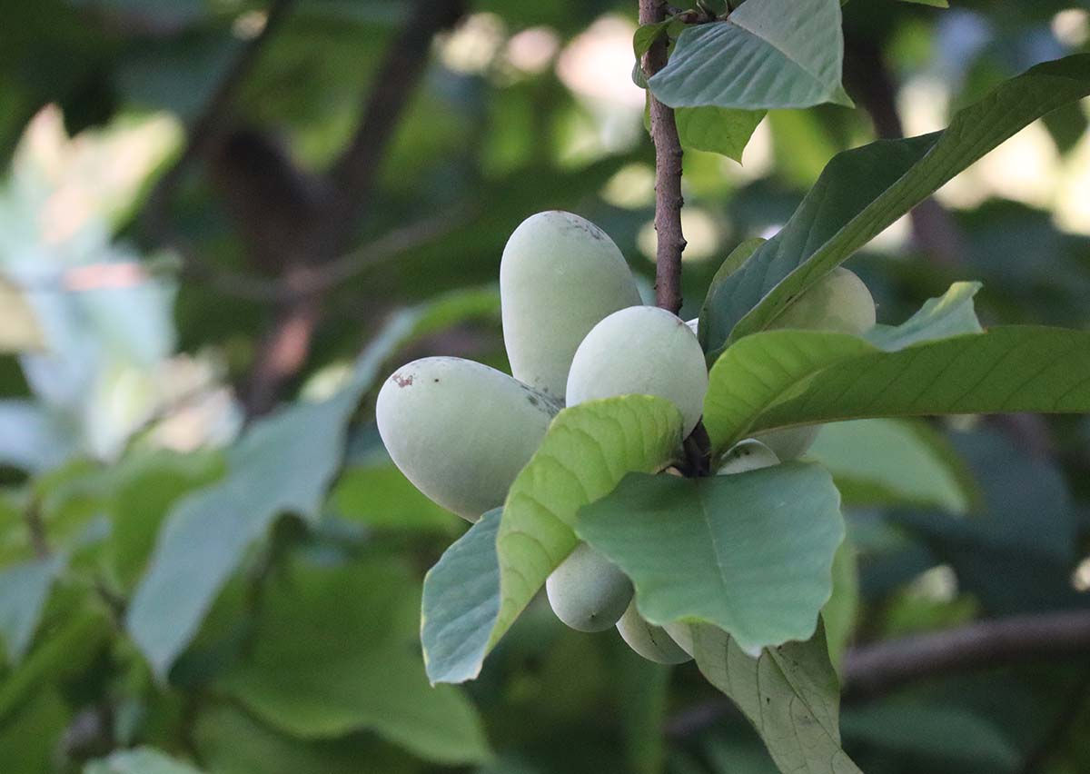 Pawpaw: A Native Fruit that Tastes Like the Tropics